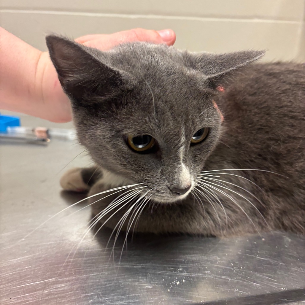 Shelter Stray Female Cat last seen , 54687 Co Rd 19, Bristol, IN 46507, USA