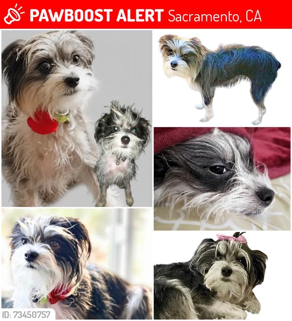 Lost Female Dog last seen Occidental way Sacramento, Sacramento, CA 95826