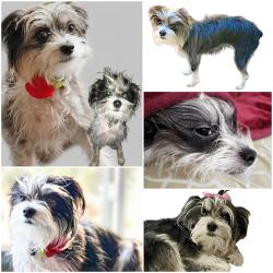 Lost Female Dog last seen Occidental way Sacramento, Sacramento, CA 95826