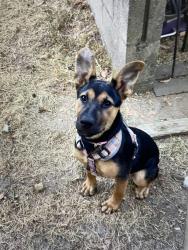 Found/Stray Female Dog last seen Willard Drive & Marjo Lane, Nashville, TN 37211