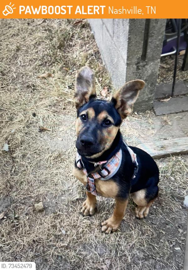 Found/Stray Female Dog last seen Willard Drive & Marjo Lane, Nashville, TN 37211