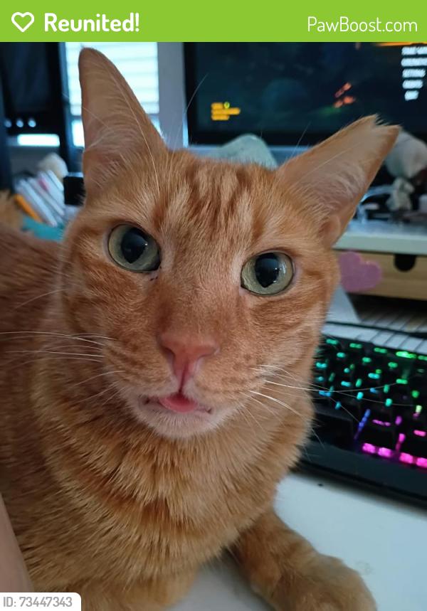 Reunited Male Cat last seen Near Viking Ct., Fayetteville, NC 28307