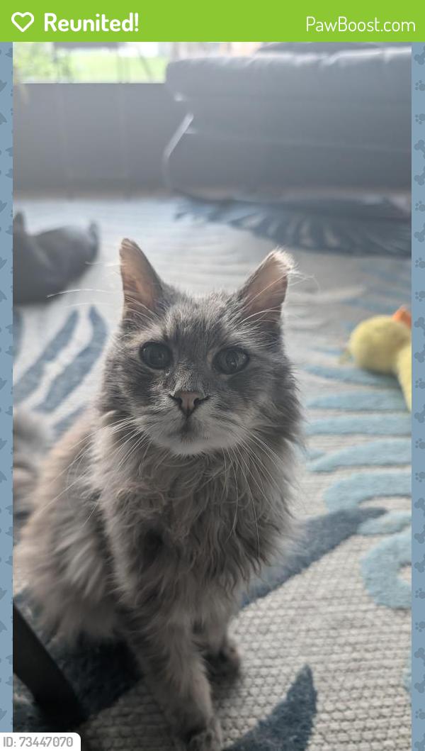 Reunited Male Cat last seen Solavita, Poinciana, FL 34759