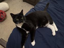 Reunited Female Cat last seen Mountain Brook neighborhood near Highlands Loop and Mountain Mist, Woodstock, GA 30188