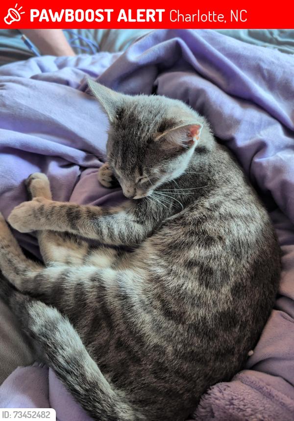 Lost Female Cat last seen Near Camp Greene Street, Charlotte, NC 28208