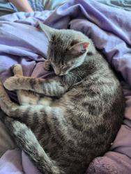 Lost Female Cat last seen Near Camp Greene Street, Charlotte, NC 28208