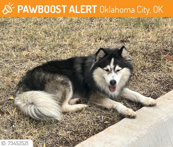 Found/Stray Male Dog last seen Near Ski drive, Oklahoma City, OK 73162