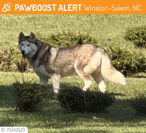 Found/Stray Unknown Dog last seen Near High Point Road, Winston-Salem, NC, Winston-Salem, NC 27107
