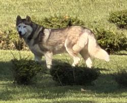 Found/Stray Unknown Dog last seen Near High Point Road, Winston-Salem, NC, Winston-Salem, NC 27107