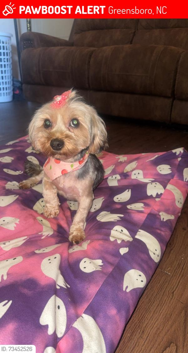 Lost Female Dog last seen Claremont courts, Greensboro, NC 27405