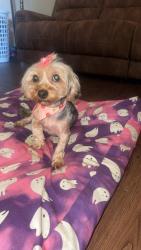 Lost Female Dog last seen Claremont courts, Greensboro, NC 27405