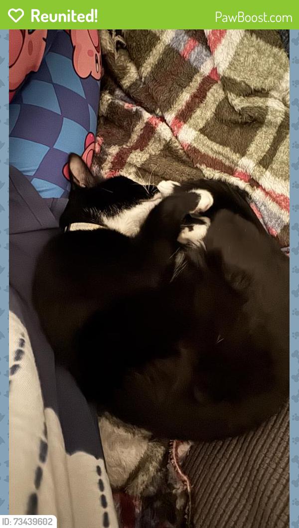 Reunited Male Cat last seen Emerald Lake are near Lizzie Brown Rd, Kissimmee, FL 34758