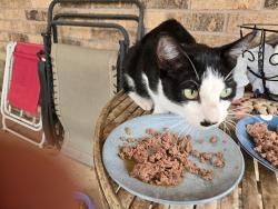 Found/Stray Unknown Cat last seen Sw 100th place, Oklahoma City, OK 73159