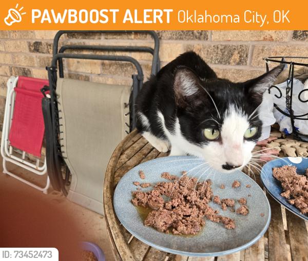 Found/Stray Unknown Cat last seen Sw 100th place, Oklahoma City, OK 73159