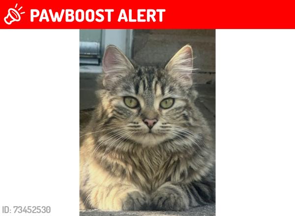 Lost Female Cat last seen Bush farm drive, Brighton and Hove, England BN41 2HY