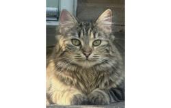 Lost Female Cat last seen Bush farm drive, Brighton and Hove, England BN41 2HY