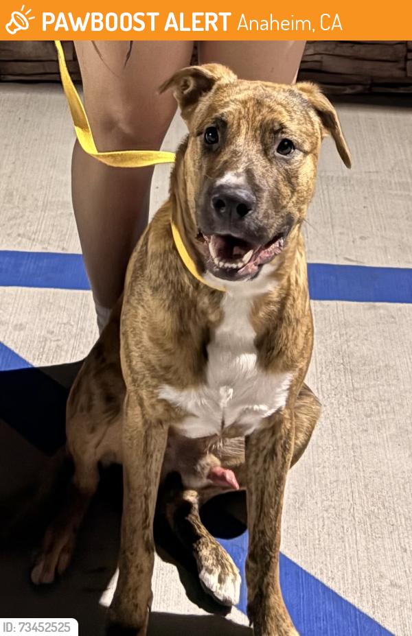 Found/Stray Male Dog last seen brookhurst st and cerritos ave, Anaheim, CA 92801