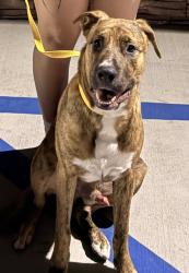 Found/Stray Male Dog last seen brookhurst st and cerritos ave, Anaheim, CA 92801