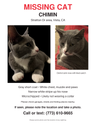 Lost Unknown Cat last seen Stratton Dr area, Vista, Vista, CA 92083