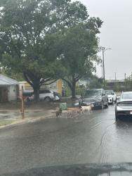 Found/Stray Unknown Dog last seen HEB, San Antonio, TX 78233