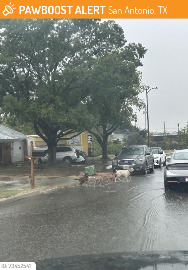 Found/Stray Unknown Dog last seen HEB, San Antonio, TX 78233