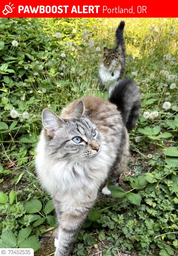 Lost Female Cat last seen Near Woods Park (47th & Brugger), Portland, OR 97219
