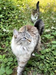 Lost Female Cat last seen Near Woods Park (47th & Brugger), Portland, OR 97219