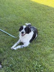 Found/Stray Female Dog last seen Ledgebrook ln raeford nc, Hoke County, NC 28376