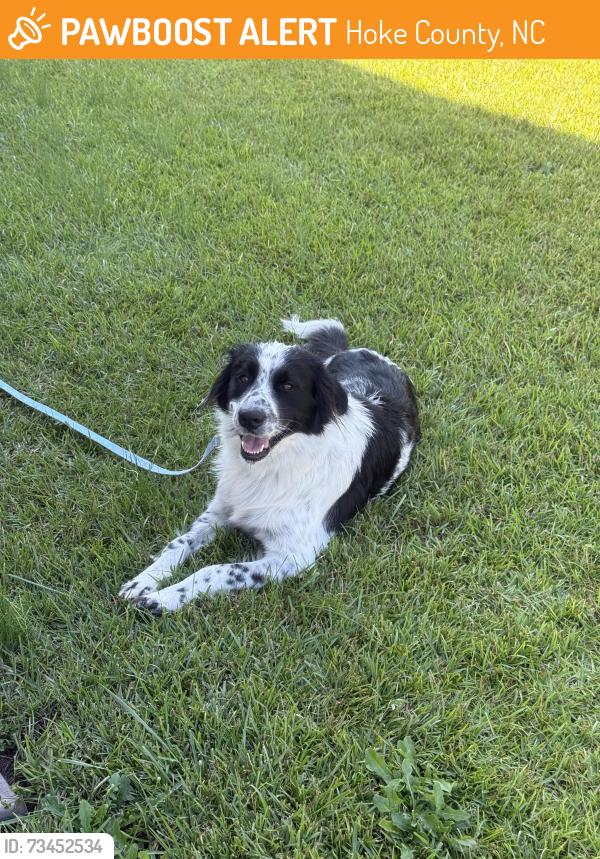 Found/Stray Female Dog last seen Ledgebrook ln raeford nc, Hoke County, NC 28376