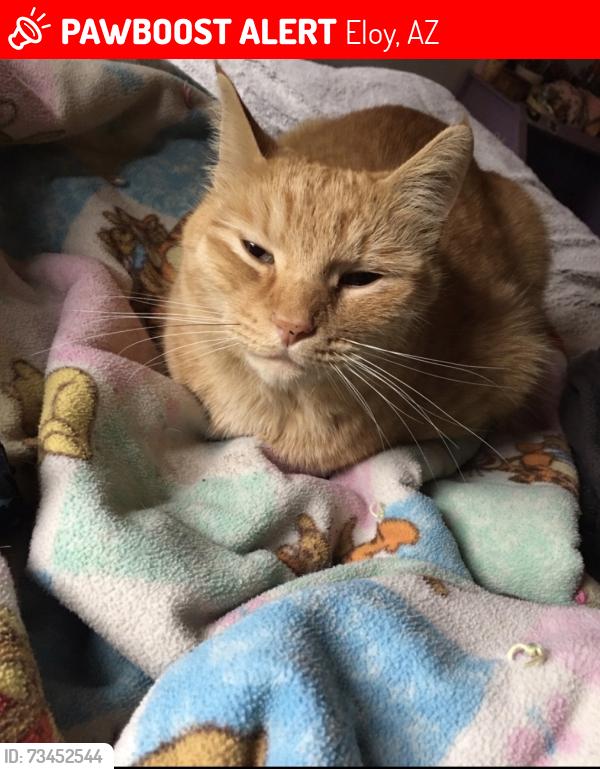 Lost Male Cat last seen Hohokam dr and tonto road, Eloy, AZ 85131