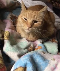 Lost Male Cat last seen Hohokam dr and tonto road, Eloy, AZ 85131