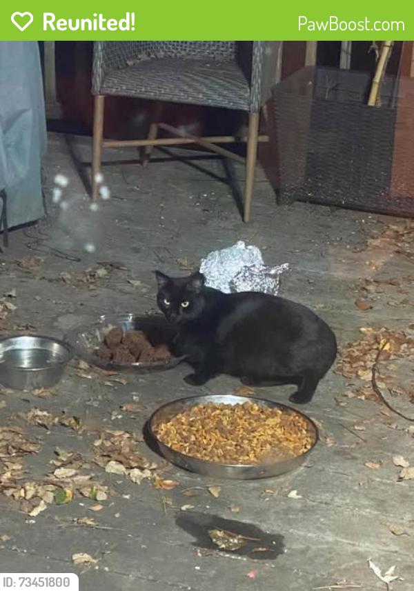 Reunited Unknown Cat last seen Cardinal Lake Cir., Duluth, GA 30096