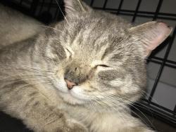 Reunited Male Cat last seen S 10th & S Hawthorne St, my Mildred, Tacoma, WA, 98465, Tacoma, WA 98465