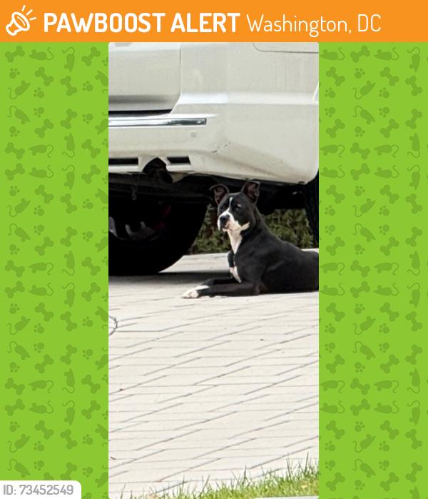 Found/Stray Female Dog last seen Ellicott St and Ellicott Terrace, NW, Washington, DC 20008