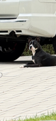 Found/Stray Female Dog last seen Ellicott St and Ellicott Terrace, NW, Washington, DC 20008