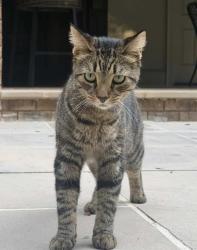 Found/Stray Male Cat last seen Brumblow, Norcross, GA 30071