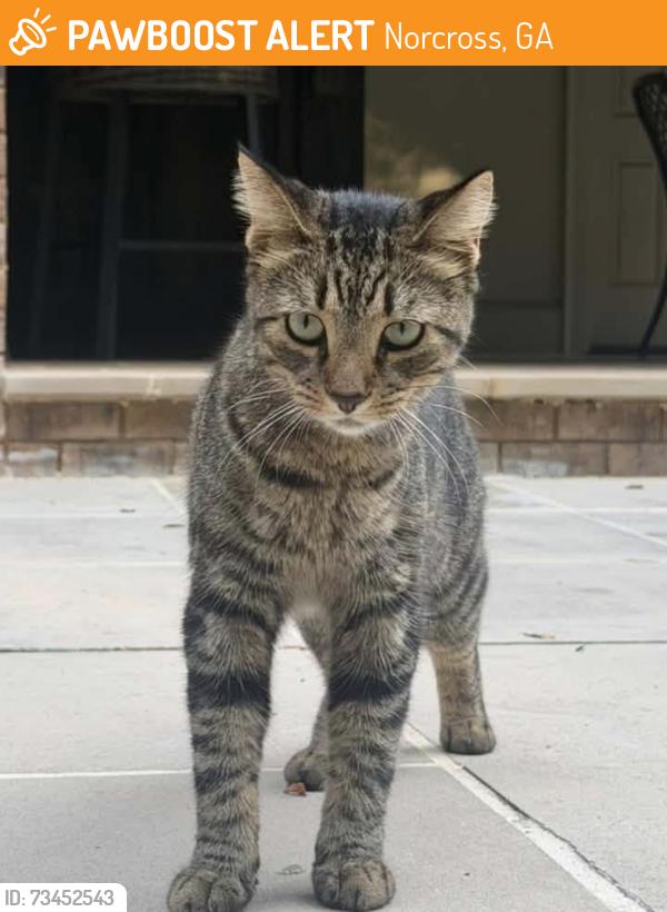Found/Stray Male Cat last seen Brumblow, Norcross, GA 30071