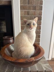 Lost Female Cat last seen Resota Beach in South Port, Panama City, FL 32409