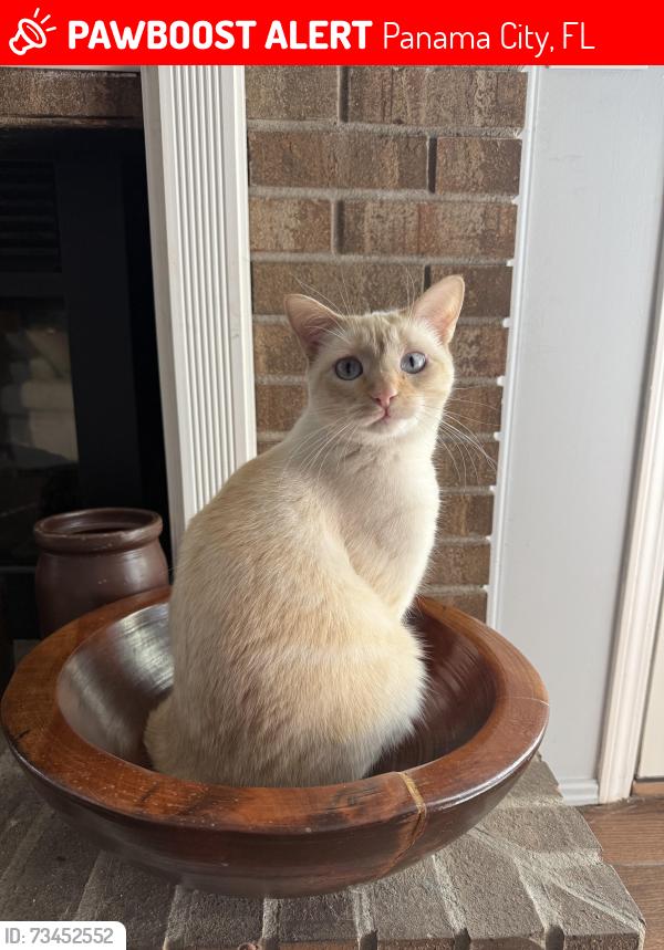 Lost Female Cat last seen Resota Beach in South Port, Panama City, FL 32409