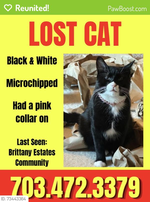 Reunited Male Cat last seen Brittany ests Community, Stafford, VA 22554