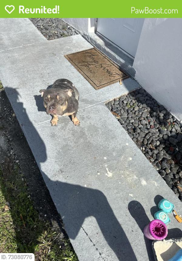 Reunited Female Dog last seen 183/37, Miami Gardens, FL 33055