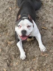 Reunited Female Dog last seen Payette, Keystone Heights, FL 32656