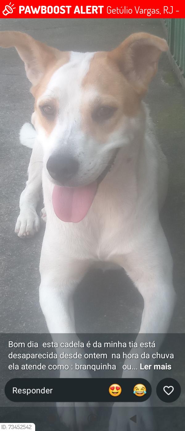 Lost Female Dog last seen Rua José Hipólito número 1225, Getúlio Vargas, RJ 27347-370