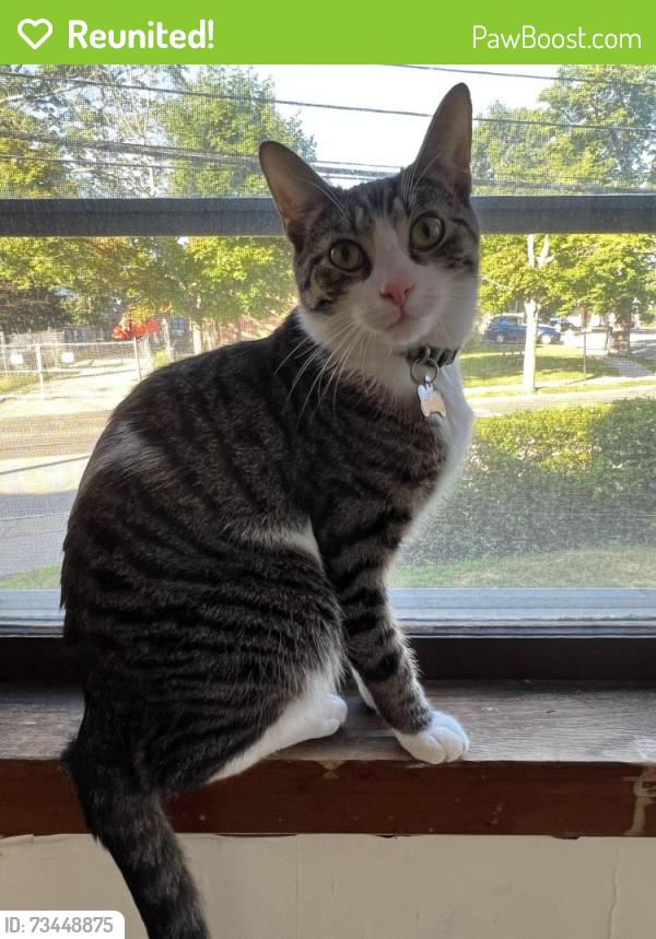Reunited Male Cat last seen Palmer and Sayre, Chicago, IL 60707