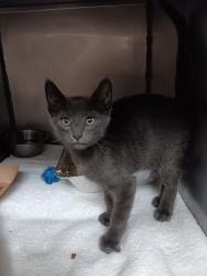 Shelter Stray Male Cat last seen Bexar County, 3353 Morningside Dr, New Braunfels, TX 78132, USA