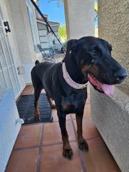 Found/Stray Female Dog last seen Gowan and el captain, Las Vegas, NV 89129