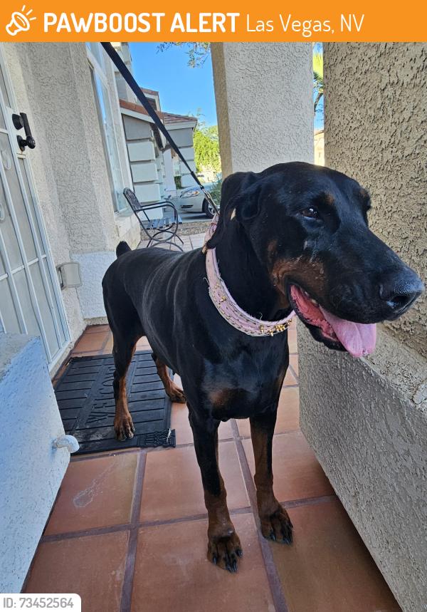 Found/Stray Female Dog last seen Gowan and el captain, Las Vegas, NV 89129
