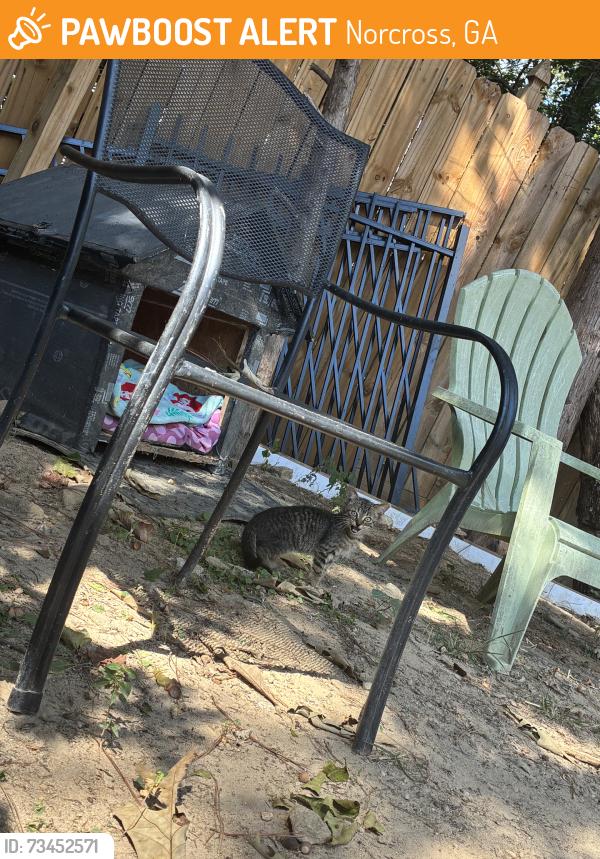 Found/Stray Unknown Cat last seen Jimmy carter, Norcross, GA 30071