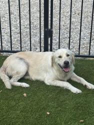 Found/Stray Female Dog last seen Jenkins Rd, Aledo, TX 76008