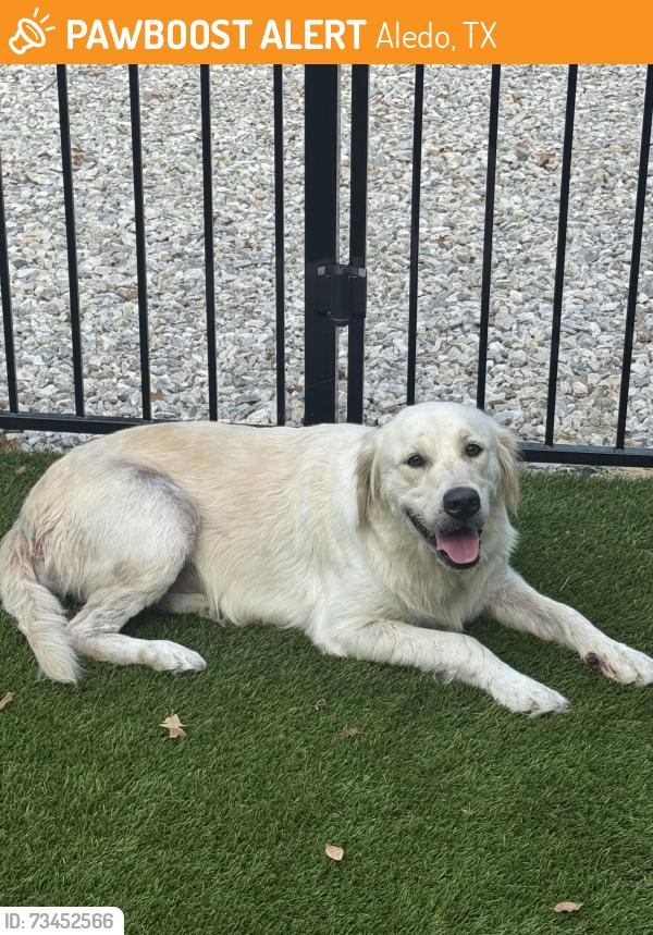 Found/Stray Female Dog last seen Jenkins Rd, Aledo, TX 76008